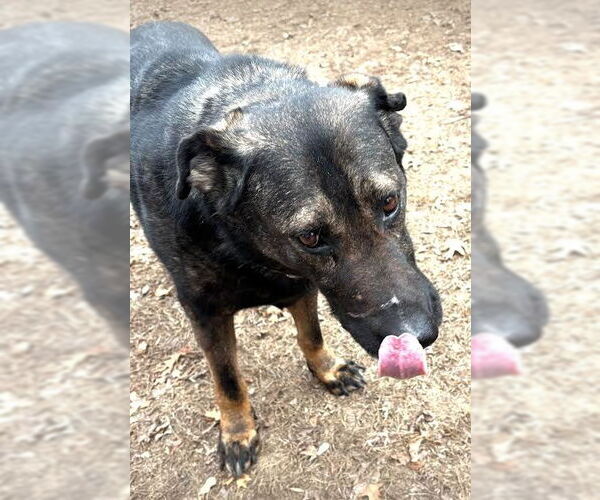 Medium Photo #2 German Shepherd Dog Puppy For Sale in Minneapolis, MN, USA