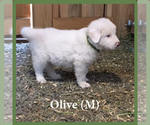 Small Photo #7 Anatolian Shepherd-Great Pyrenees Mix Puppy For Sale in DEARY, ID, USA