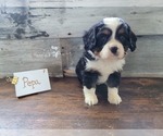Puppy 1 Bernese Mountain Dog-Cavalier King Charles Spaniel Mix