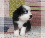 Small #11 Miniature Australian Shepherd