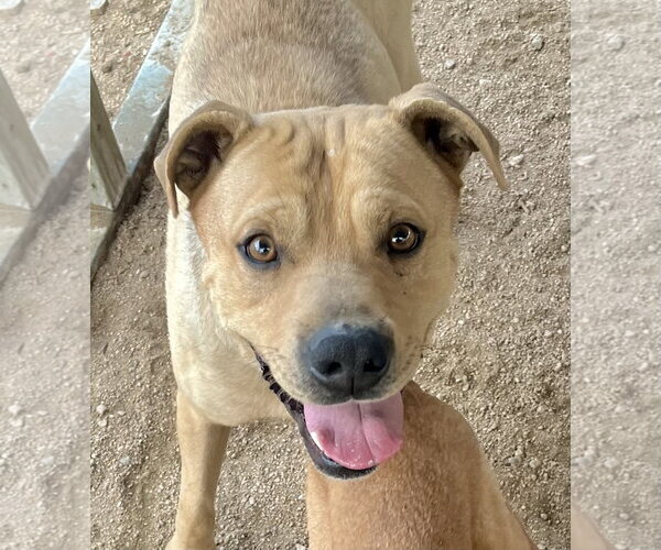Medium Photo #2 Mountain Cur-Unknown Mix Puppy For Sale in Lancaster, CA, USA