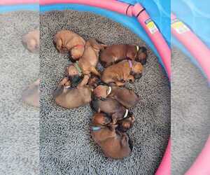 Redbone Coonhound Litter for sale in RAINIER, OR, USA