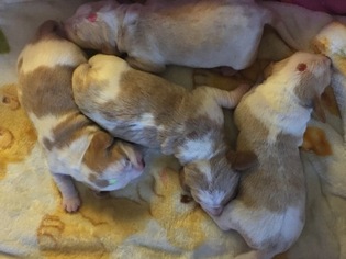 Beagle Puppy for sale in MANCHESTER, NH, USA