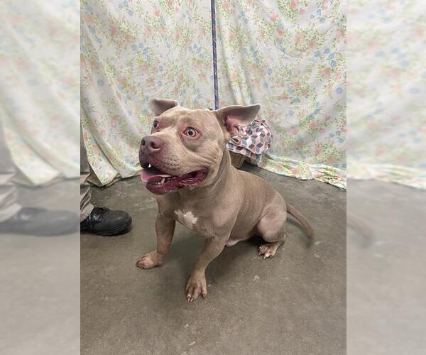 Medium Photo #1 Mutt Puppy For Sale in Rosenberg, TX, USA
