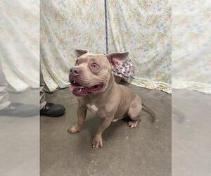 Mutt Dogs for adoption in Rosenberg, TX, USA