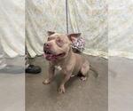 MARTELLO - Male Mutt Dog for Adoption - Small photo