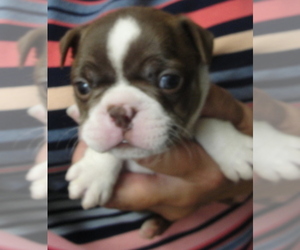 Boston Terrier Puppy for sale in CRKD RVR RNCH, OR, USA