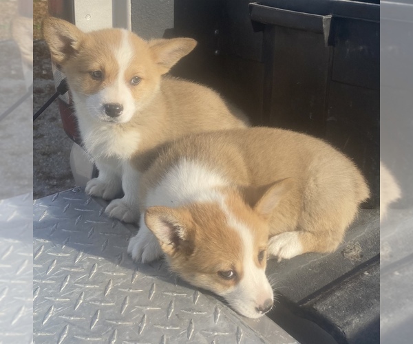 Medium Photo #3 Pembroke Welsh Corgi Puppy For Sale in CONWAY, MO, USA