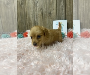 Dachshund Puppy for Sale in MYRTLE, Missouri USA