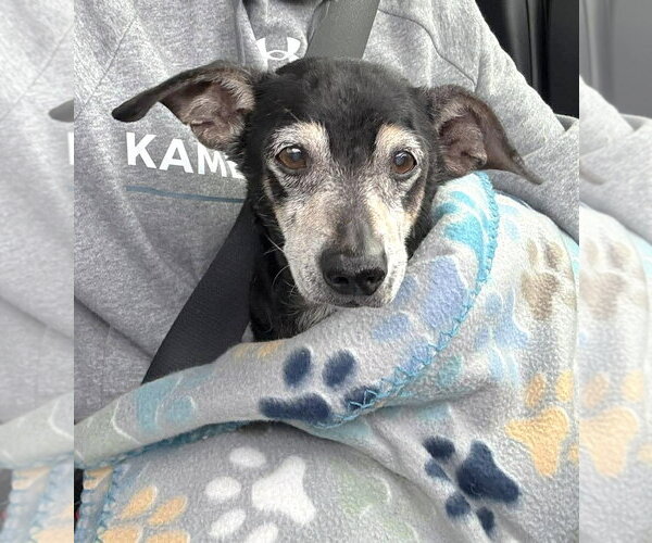 Medium Photo #12 Chiweenie Puppy For Sale in Boonton, NJ, USA