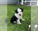 Puppy Bella Miniature Australian Shepherd