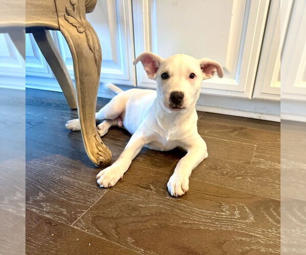 Medium Photo #3 Aussiedor Puppy For Sale in San Juan Capistrano, CA, USA