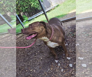 Hannah - Female American Staffordshire Terrier-Unknown Mix Dog for Adoption - Photo #6