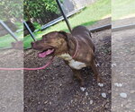 Small Photo #6 American Staffordshire Terrier-Unknown Mix Puppy For Sale in Jackson, MS, USA
