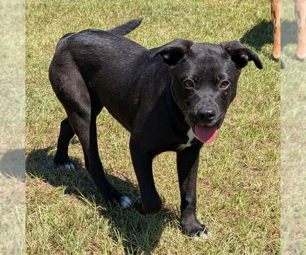 Medium Photo #2 Labrador Retriever-Unknown Mix Puppy For Sale in Canton, CT, USA