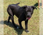 Small #1 Labrador Retriever Mix
