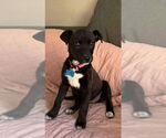 Small #3 Borador