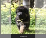 Small Photo #4 German Shepherd Dog Puppy For Sale in ANTIOCH, CA, USA