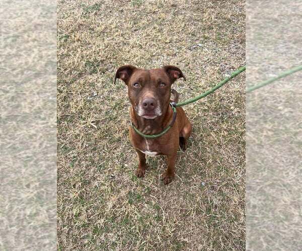 Medium Photo #3 Mutt Puppy For Sale in Abbeville, LA, USA