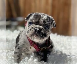 French Bulldog Puppy for sale in EAST WENATCHEE, WA, USA