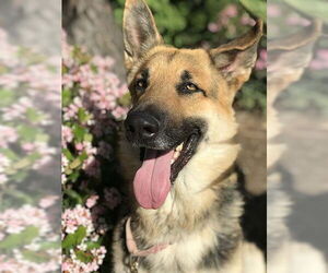 German Shepherd Dog Dogs for adoption in San Diego, CA, USA