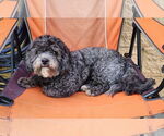 Small Photo #1  Puppy For Sale in , 