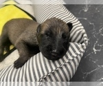 Small Photo #268 Belgian Malinois Puppy For Sale in REESEVILLE, WI, USA
