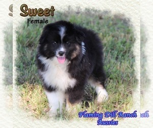 Miniature Australian Shepherd Puppy for sale in FORESTBURG, TX, USA