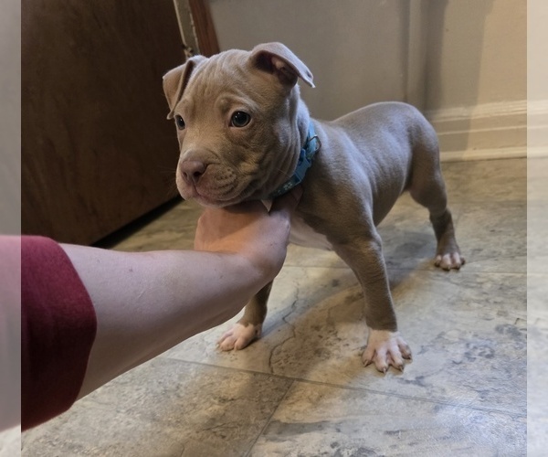 Medium Photo #2 American Pit Bull Terrier Puppy For Sale in COLUMBUS, OH, USA