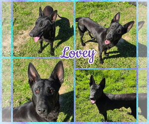 Mutt Dogs for adoption in Blacksburg, SC, USA