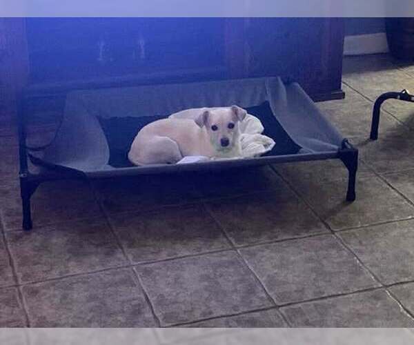 Medium Photo #3 Jack Chi Puppy For Sale in Princeton, MN, USA