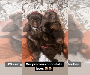 Shih Tzu Puppy for sale in ELDERWOOD, CA, USA