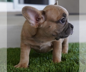 French Bulldog Puppy for sale in MONTCLAIR, CA, USA