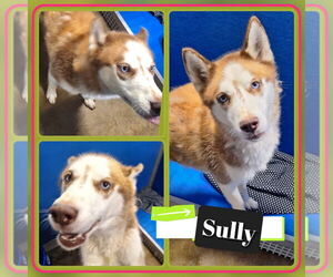 - Mix Dogs for adoption in Pierceton , IN, USA