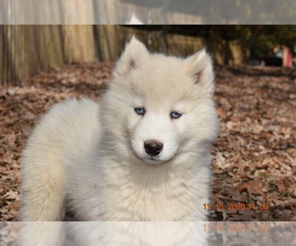 Medium Photo #15 Siberian Husky Puppy For Sale in DINWIDDIE, VA, USA