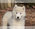 Small Photo #15 Siberian Husky Puppy For Sale in DINWIDDIE, VA, USA