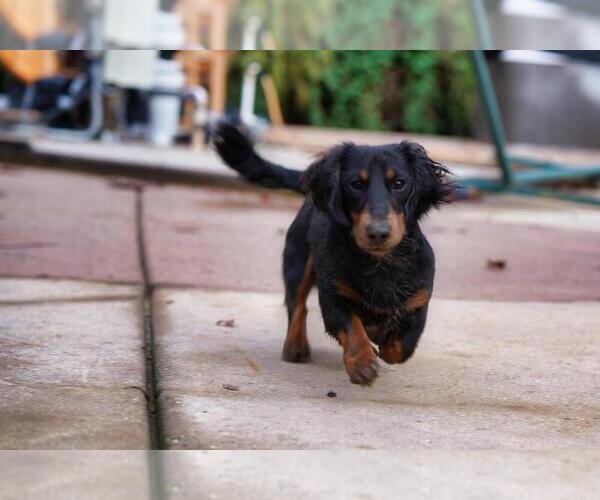 Medium Photo #1 Dachshund Puppy For Sale in NEVADA CITY, CA, USA