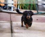 Small Photo #1 Dachshund Puppy For Sale in NEVADA CITY, CA, USA