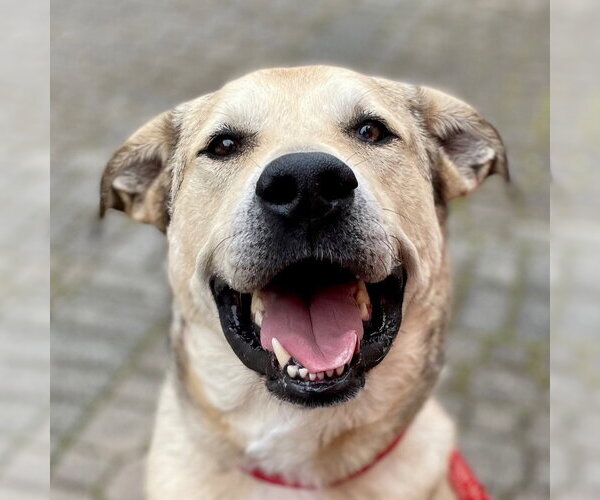 Medium Photo #33 Anatolian Shepherd-Unknown Mix Puppy For Sale in Canton, CT, USA