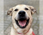 Small #32 Anatolian Shepherd Mix