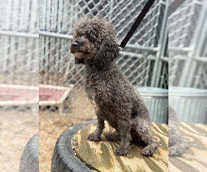 Poodle (Miniature) Dogs for adoption in Mukwonago, WI, USA