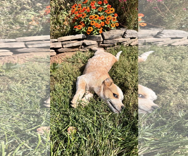 Medium Photo #3 Mutt Puppy For Sale in Garden City, NY, USA