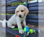 Small Photo #1 Labrador Retriever Puppy For Sale in SILSBEE, TX, USA