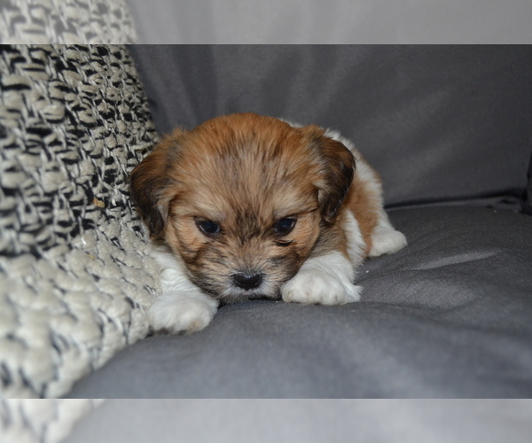 Medium Photo #3 Mal-Shi Puppy For Sale in GREENWOOD, WI, USA