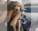 Small #3 Goldendoodle