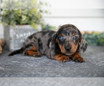 Puppy Zack Dachshund