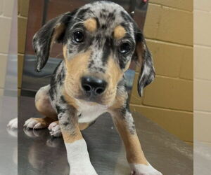 Medium Catahoula Leopard Dog Mix