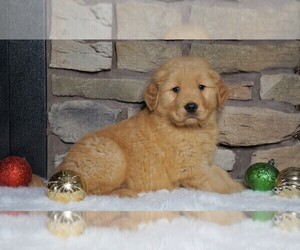 Golden Retriever Puppy for sale in FREDERICKSBG, OH, USA