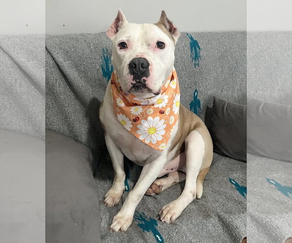 Medium Photo #9 American Pit Bull Terrier-Unknown Mix Puppy For Sale in Rockaway, NJ, USA