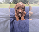 Small Photo #3 Goldendoodle-Poodle (Miniature) Mix Puppy For Sale in RANDOLPH, WI, USA